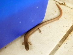 Glaphyromorphus punctulatus