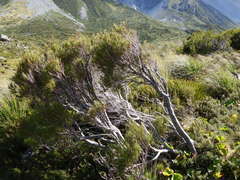 Dracophyllum longifolium