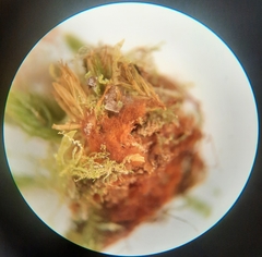 Leptostomum inclinans