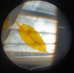 Leptostomum inclinans