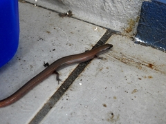 Glaphyromorphus punctulatus