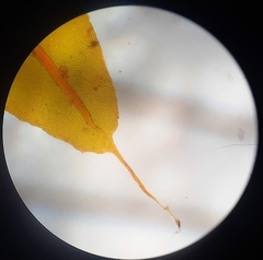 Leptostomum inclinans