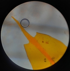 Leptostomum inclinans