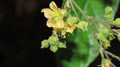 Calloceratina