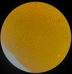 Leptostomum inclinans