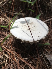 Amanita minutisquama