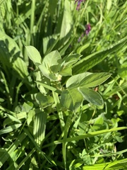 Vicia faba