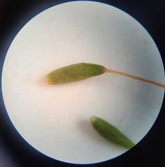 Leptostomum inclinans