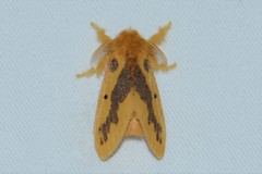 Euproctis staudingeri