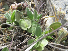 Hebecarpa ovatifolia