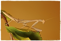 Iris oratoria