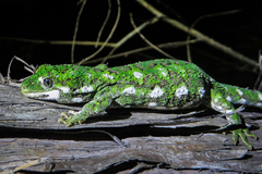 Naultinus rudis