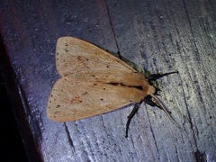 Spilosoma cervina