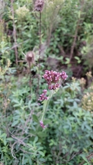 Verbena bonariensis