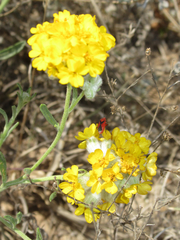 Psilostrophe gnaphalodes