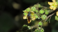 Augochlora nigrocyanea