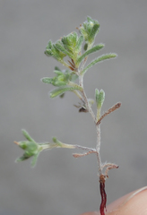 Eremocarya micrantha