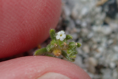 Eremocarya micrantha
