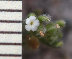 Eremocarya micrantha