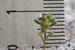 Eremocarya micrantha