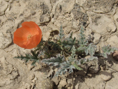 Sphaeralcea hastulata