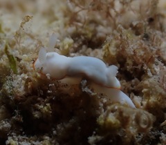 Goniobranchus verrieri