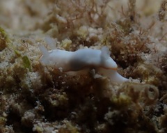 Goniobranchus verrieri