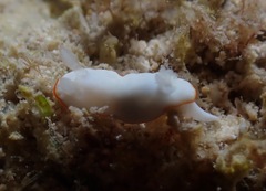 Goniobranchus verrieri