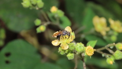 Augochlora nigrocyanea