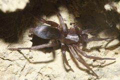 Hypodrassodes maoricus