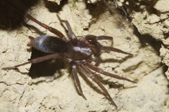 Hypodrassodes maoricus