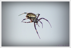 Neoscona oaxacensis