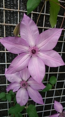 Clematis florida florida