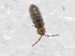 Agrenia