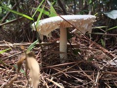 Amanita minutisquama