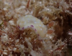 Goniobranchus albopustulosus