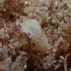 Goniobranchus albopustulosus