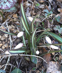 Amana erythronioides