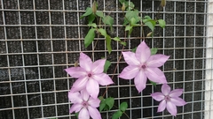 Clematis florida florida