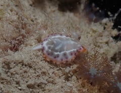 Goniobranchus decorus