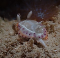 Goniobranchus decorus