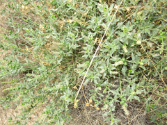 Stillingia treculiana