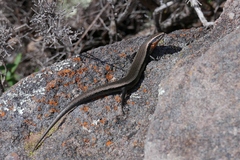 Acritoscincus platynotus