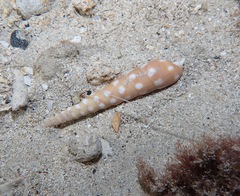 Terebra guttata