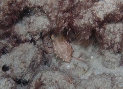 Callistoctopus ornatus