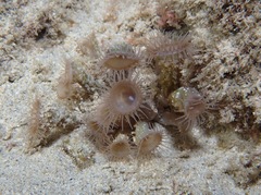 Isaurus tuberculatus