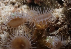 Isaurus tuberculatus