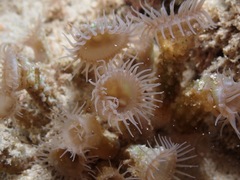 Isaurus tuberculatus