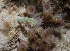 Isaurus tuberculatus