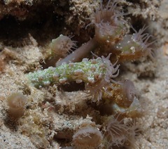 Isaurus tuberculatus